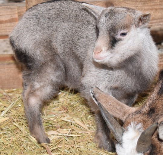 ◎羊とヤギページ◎ 子ヤギ番号 017 - トカラヤギ販売 Angel's Goat