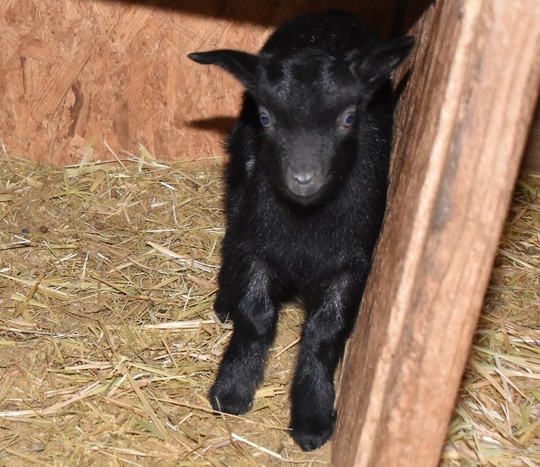 子ヤギ番号 018 - トカラヤギ販売 Angel's Goat 子ヤギ番号 018 - トカラヤギ販売 Angel's Goat