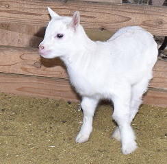 子ヤギ番号 010 - トカラヤギ販売 Angel's Goat 子ヤギ番号 010 - トカラヤギ販売 Angel's Goat