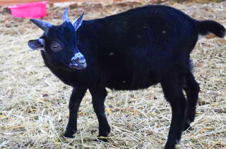 トカラヤギ販売 Angel's Goat