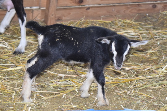 子ヤギ番号 004 - トカラヤギ販売 Angel's Goat