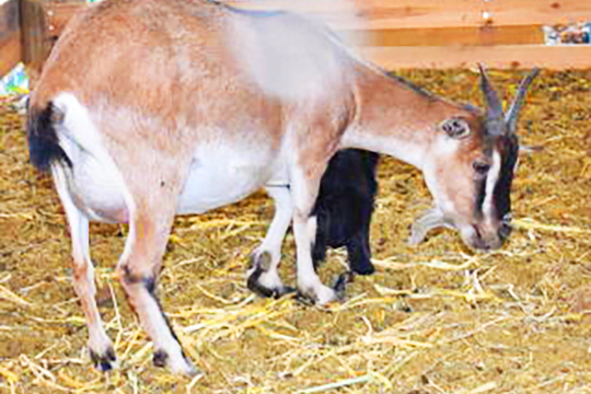 トカラヤギ販売 Angel's Goat
