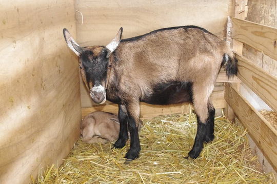 トカラヤギの両親たち（女の子） - トカラヤギ販売 Angel's Goat