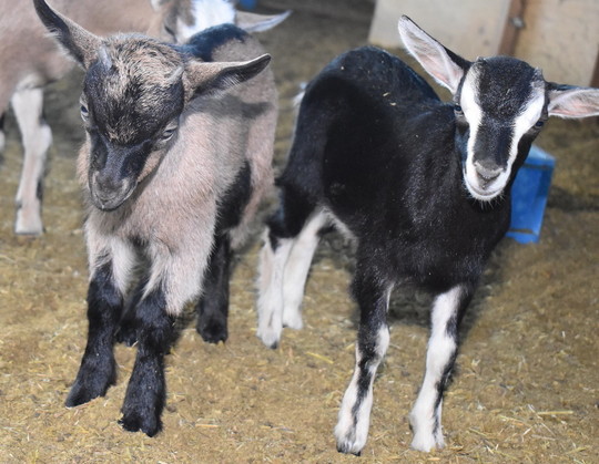 こやぎ 子ヤギ番号 004 - トカラヤギ販売 Angel's Goat
