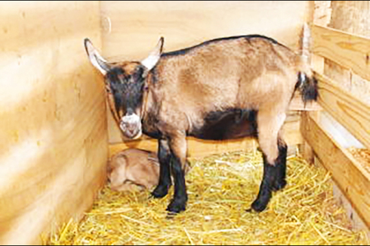 ヤギさま　確認用　１　オーダー出品 トカラヤギ販売 Angel's Goat