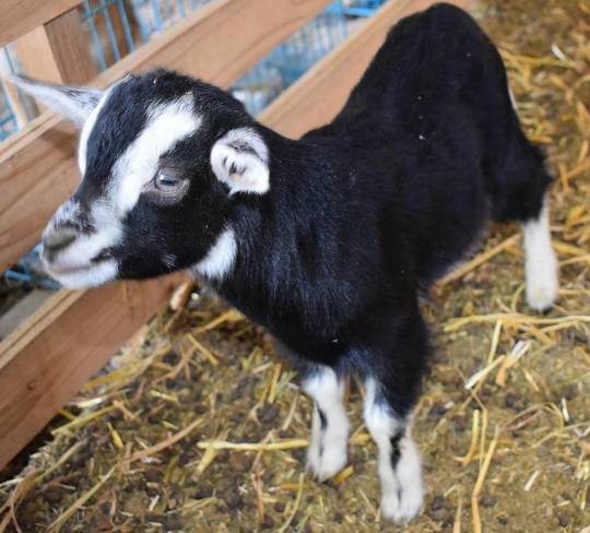 トカラヤギ販売 Angel's Goat