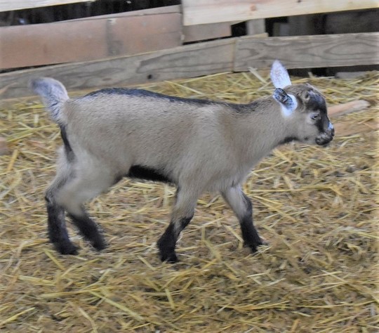 子ヤギ番号 024 - トカラヤギ販売 Angel's Goat 子ヤギ番号 024 - トカラヤギ販売 Angel's Goat