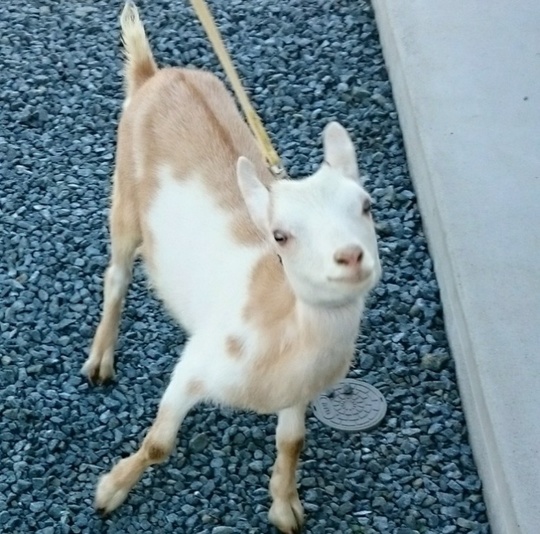 トカラヤギ販売 Angel's Goat