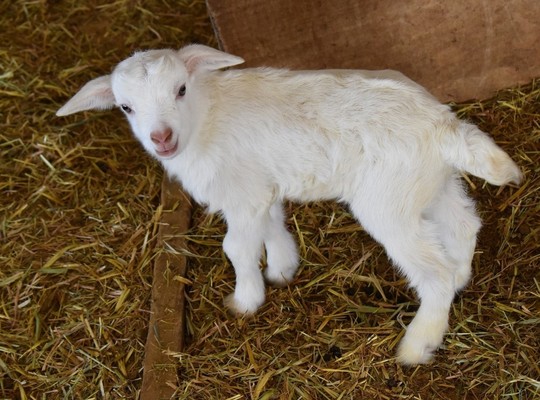 子ヤギ番号 032 - トカラヤギ販売 Angel's Goat 子ヤギ番号 032 - トカラヤギ販売 Angel's Goat