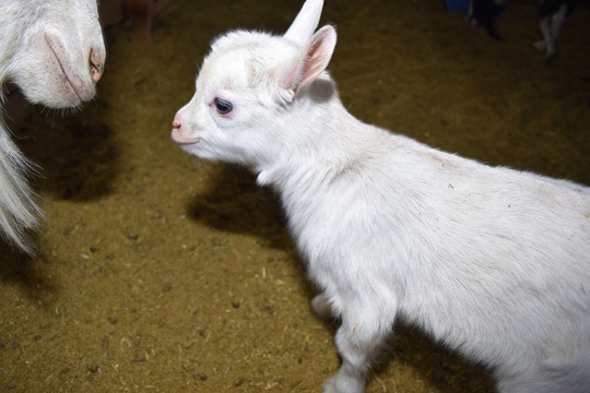 子ヤギ番号 010 - トカラヤギ販売 Angel's Goat 子ヤギ番号 010 - トカラヤギ販売 Angel's Goat