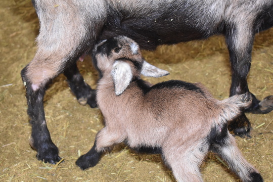 子ヤギ番号 021 - トカラヤギ販売 Angel's Goat