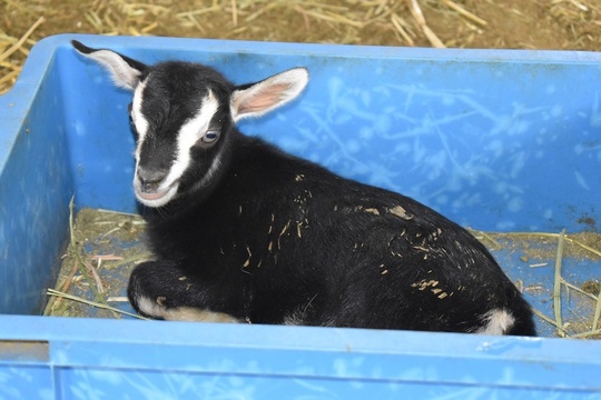 子ヤギ番号 004 - トカラヤギ販売 Angel's Goat 子ヤギ番号 004 - トカラヤギ販売 Angel's Goat